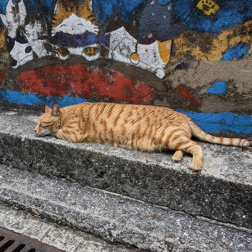 A stray cat in HK